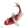 Koi fish