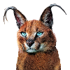 caracal