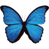 Butterfly - blue