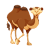 Camel
