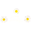 Daisy Goose Flower Spring
