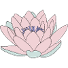 Water lily pink