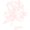 Alpenrose