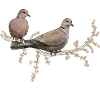 Pigeons turcs