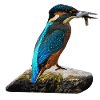 coole vögel, fischendes Eisvogel männchen
