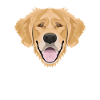 Golden Retriever souriant