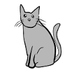 cat animal grey pet