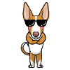 Podenco Ibicenco Dog