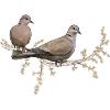 Two pigeons