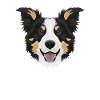 Border Collie souriant
