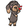 Rough-haired Dachshund Dog Kisses