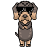 Rough-haired Dachshund Dog