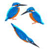 Kingfisher Birds