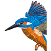 Flying Kingfisher Bird