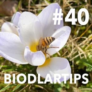 Biodlartips 40 - Jubileum