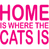 Chat Katze