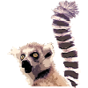 Lemur from Madagascar