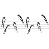 Oiseaux