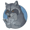 Raccoon - We wash our paws!