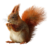 Squirrel