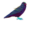 Splash Raven Crow