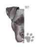 Pitbull