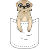 Chest pocket meerkats