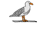 Möwe auf Stein