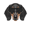 My dachshund is the coolest