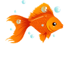 Goldfish