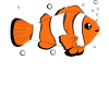 Clownfisch