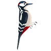 Great spotted Woodpecker Bird Illustration