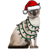 Katze Weihnachten Lichter