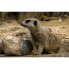 Meerkat perched over rock Photograph