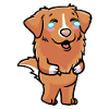 Nova Scotia Duck Tolling Retriever