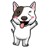 Chien Bull Terrier miniature drôle