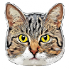 chat tigré toon 05