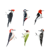 Lustiger SpechtVogel Weihnachtsgeschenk Schöner Specht