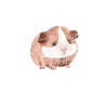 Guinea pig