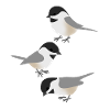 Birds Funny Chickadees