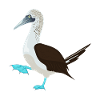 Blue Footed Booby Bird Illustration