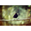 Die Amsel