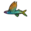 Flying fish