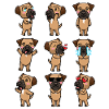 Border Terrier Dog Émotions