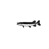 Pike Fishing Heartbeat
