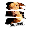 Vizsla - Souldog!