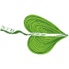 Leaf