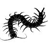 mille-pattes noir
