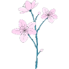Cherry blossom