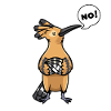 Stubborn Hoopoe Bird